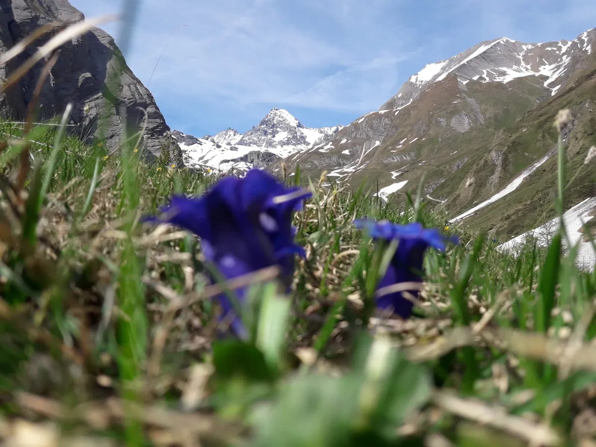 Blick vom Lucknerhaus richtung Großglockner mit schönen Blumen